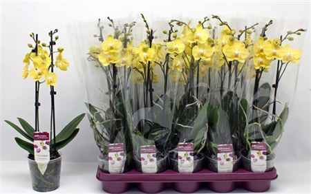 Горшечные цветы и растения оптом Phal Ov Geel 2 Branches 18+ от 10шт из Голландии с доставкой по России