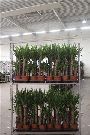 Горшечные цветы и растения оптом Yucca 45-20 Cm от 6шт из Голландии с доставкой по России