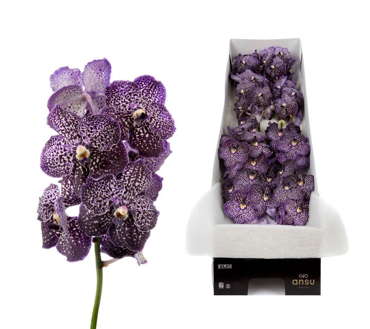 Срезанные цветы оптом Vanda sunanda jeff leatham per stem от 5шт. из Голландии с доставкой по России