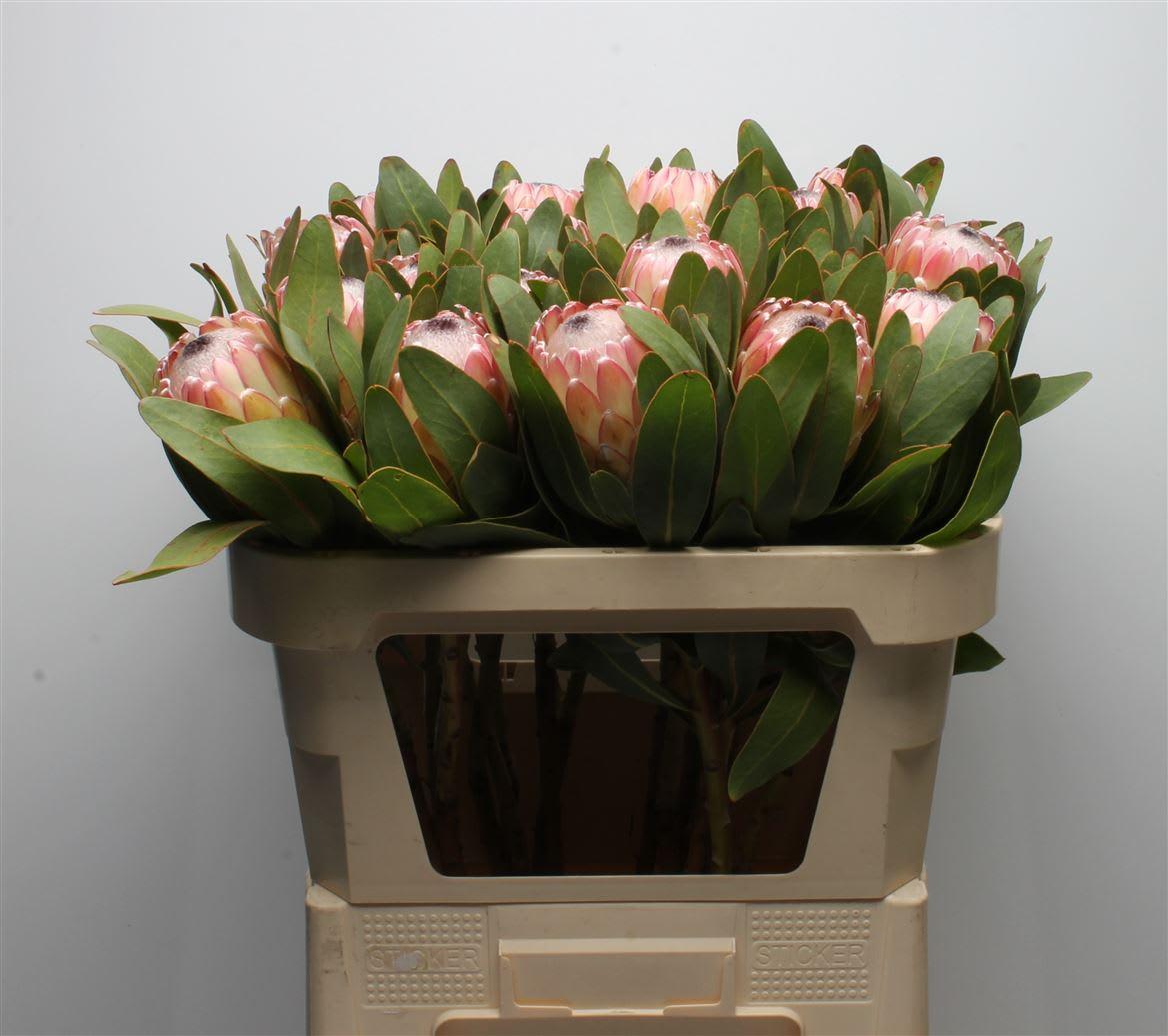 Срезанные цветы оптом Protea susara от 20шт из Голландии с доставкой по России