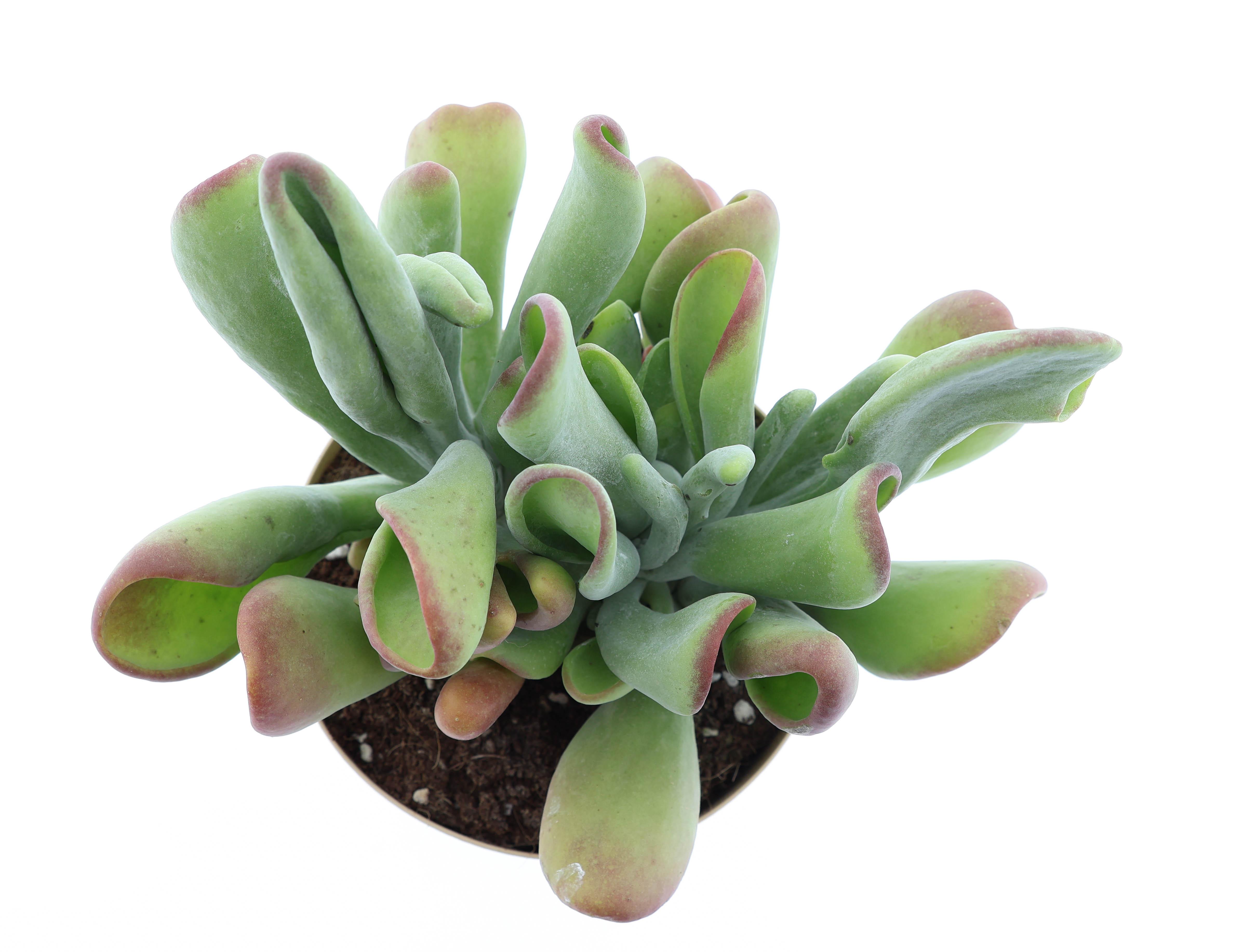 Горшечные цветы и растения оптом Kalanchoe Oricula от 3шт из Голландии с доставкой по России