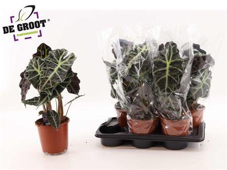 Горшечные цветы и растения оптом Alocasia Polly от 6шт (для телеги) из Голландии с доставкой по России