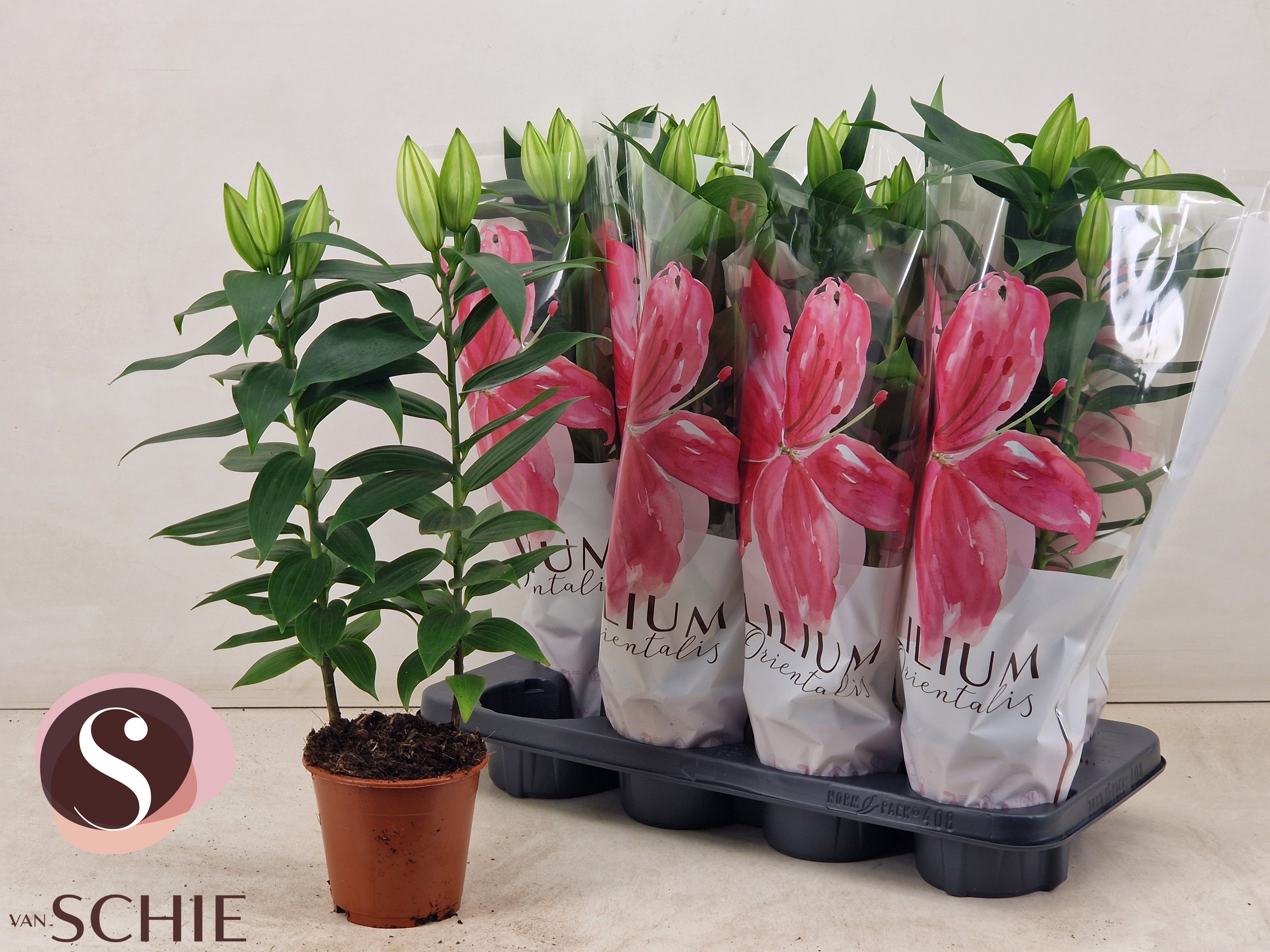 Горшечные цветы и растения оптом Lil Or Oxygen от 8шт из Голландии с доставкой по России Горшечные цветы и растения оптом Lil Or Oxygen от 8шт из Голландии с доставкой по России