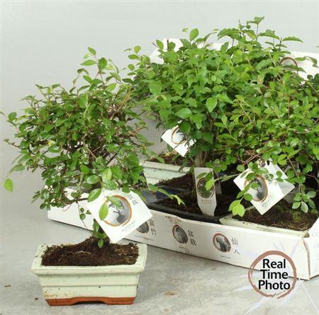 Горшечные цветы и растения оптом Bonsai Gem от 8шт из Голландии с доставкой по России