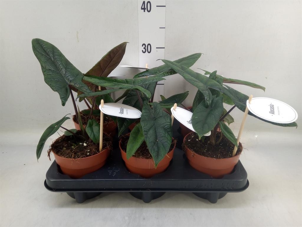 Горшечные цветы и растения оптом Alocasia Scalprum от 6шт (для телеги) из Голландии с доставкой по России