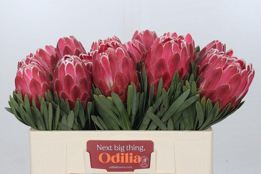 Срезанные цветы оптом Protea venus от 10шт из Голландии с доставкой по России