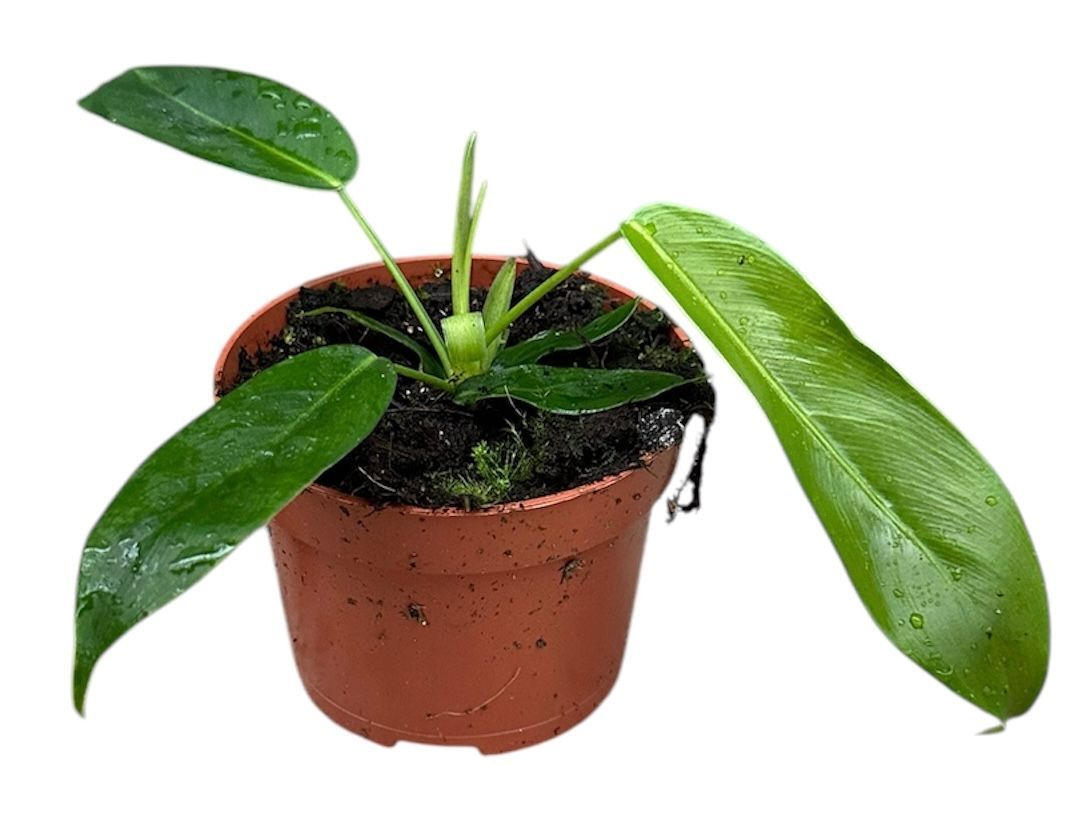 Горшечные цветы и растения оптом Philodendron Patriciae от 1шт из Голландии с доставкой по России