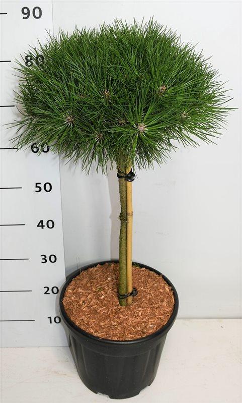 Горшечные цветы и растения оптом Pinus Nigra Bambino On Stem от 1шт из Голландии с доставкой по России