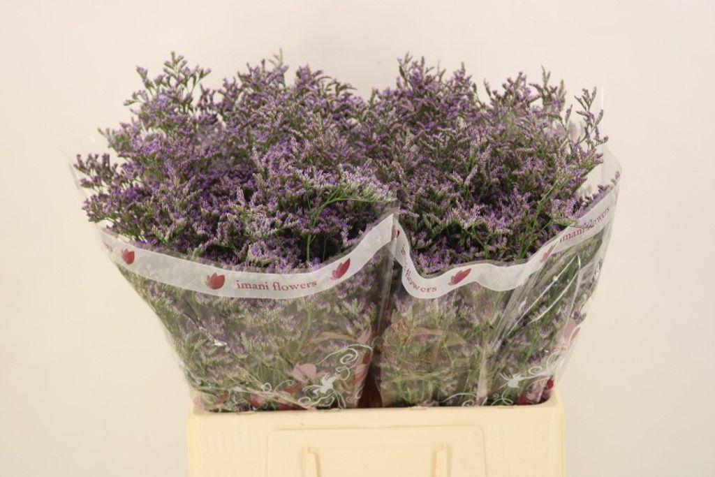 Срезанные цветы оптом Limonium skylight от 75шт из Голландии с доставкой по России