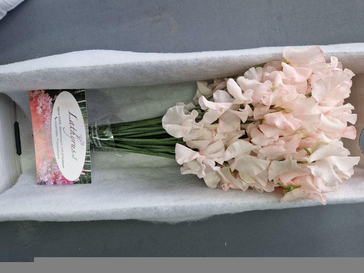 Срезанные цветы оптом Lathyrus paint pink light magic от 100шт. из Голландии с доставкой по России