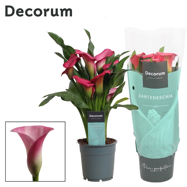 Горшечные цветы и растения оптом Zantedeschia Pink (decorum) от 10шт из Голландии с доставкой по России