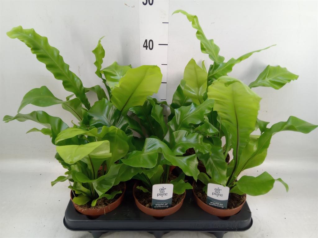 Горшечные цветы и растения оптом Asplenium Nidus от 6шт из Голландии с доставкой по России