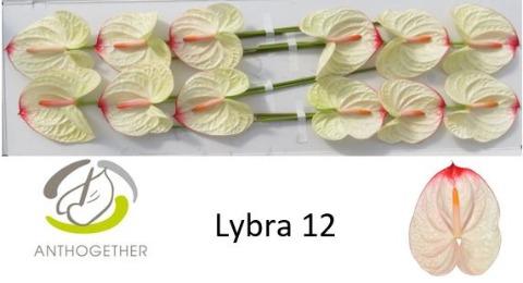Срезанные цветы оптом Anthurium lybra от 12шт из Голландии с доставкой по России