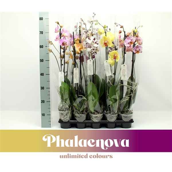 Горшечные цветы и растения оптом Phal 2st Budget Mix 10+ (phalaenova) от 10шт из Голландии с доставкой по России