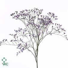 Срезанные цветы оптом Limonium safora dark blue от 100шт из Голландии с доставкой по России
