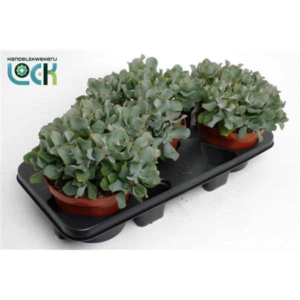 Горшечные цветы и растения оптом Crassula Arborensis Cristaat от 3шт из Голландии с доставкой по России