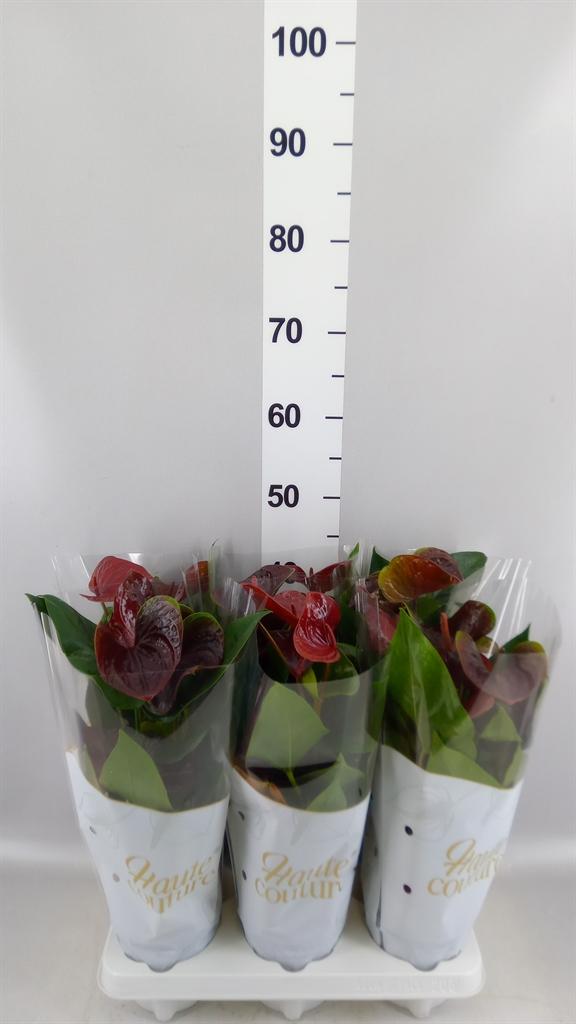 Горшечные цветы и растения оптом Anthurium Andr. essencia от 6шт из Голландии с доставкой по России