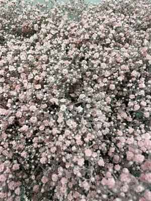 Срезанные цветы оптом Gyps xlence paint powder light pink от 50шт из Голландии с доставкой по России