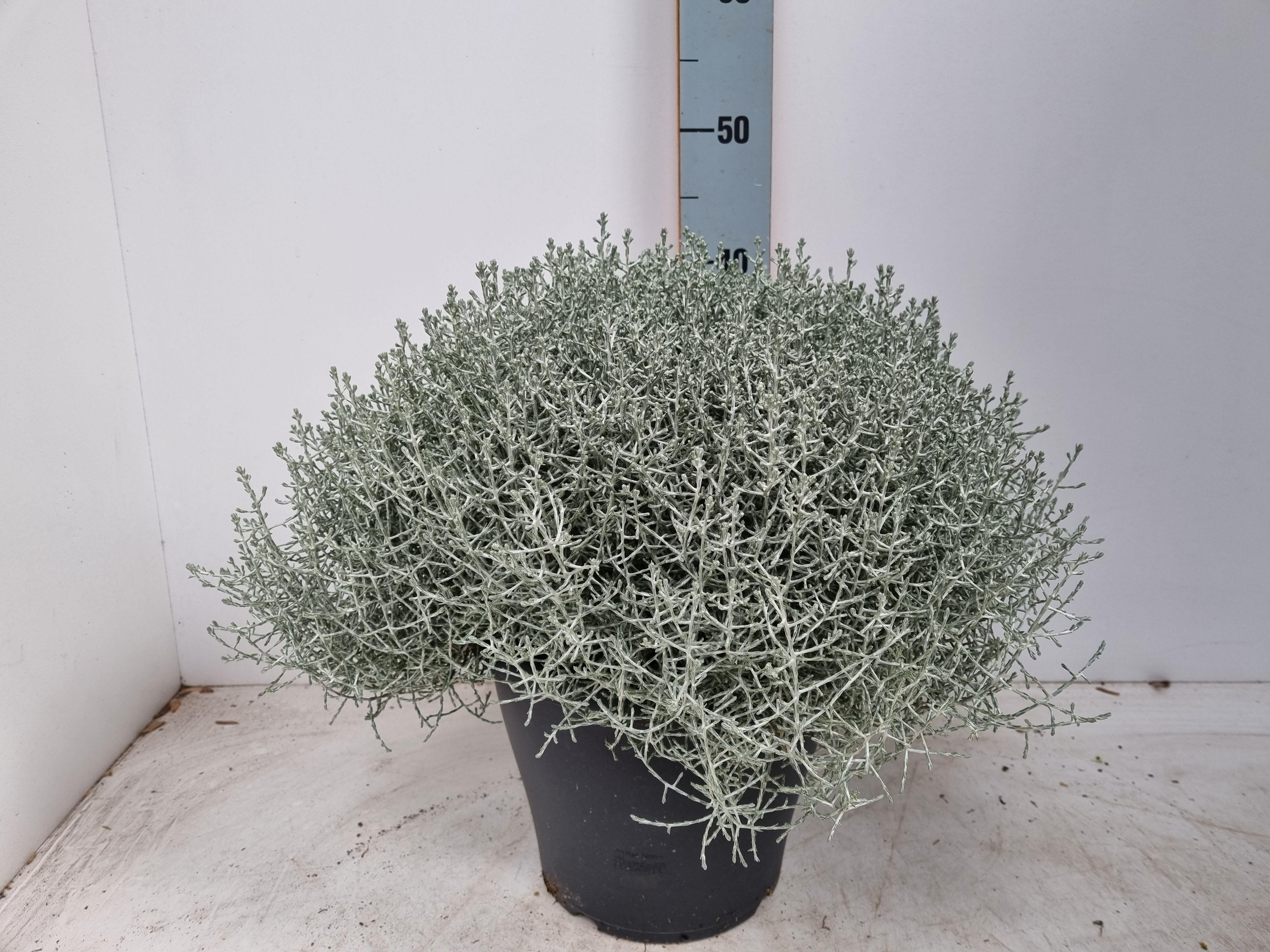 Горшечные цветы и растения оптом Leucoph Brownii P26 от 1шт из Голландии с доставкой по России