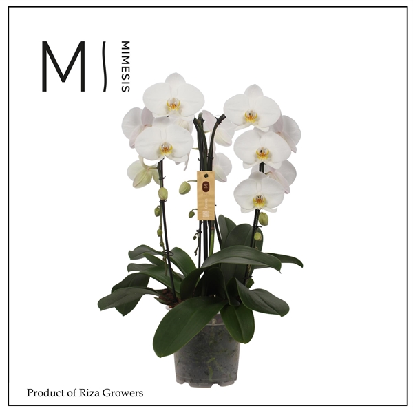 Горшечные цветы и растения оптом Phal 3st Crown White 24+ (orchid Growers) от 2шт из Голландии с доставкой по России