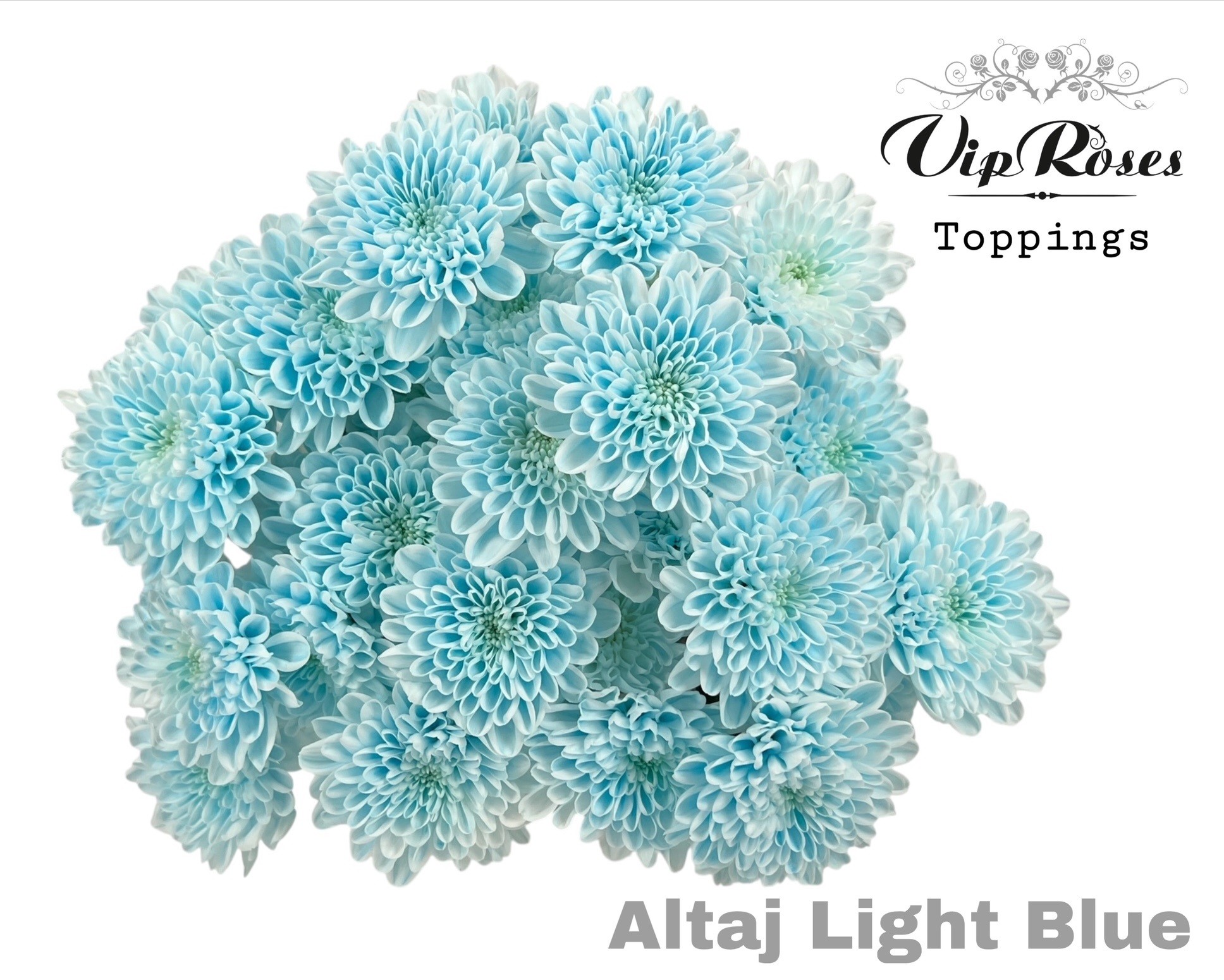 Срезанные цветы оптом Chrys sp paint altaj light blue от 20шт из Голландии с доставкой по России