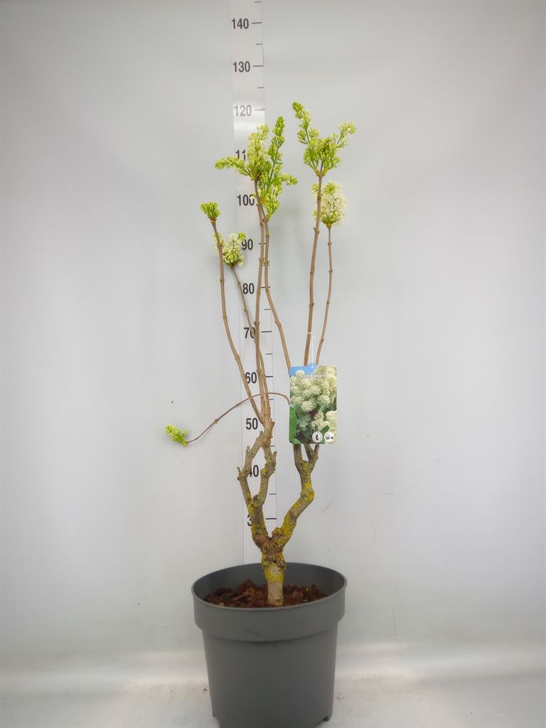 Горшечные цветы и растения оптом Syringa Vulg. от 1шт из Голландии с доставкой по России