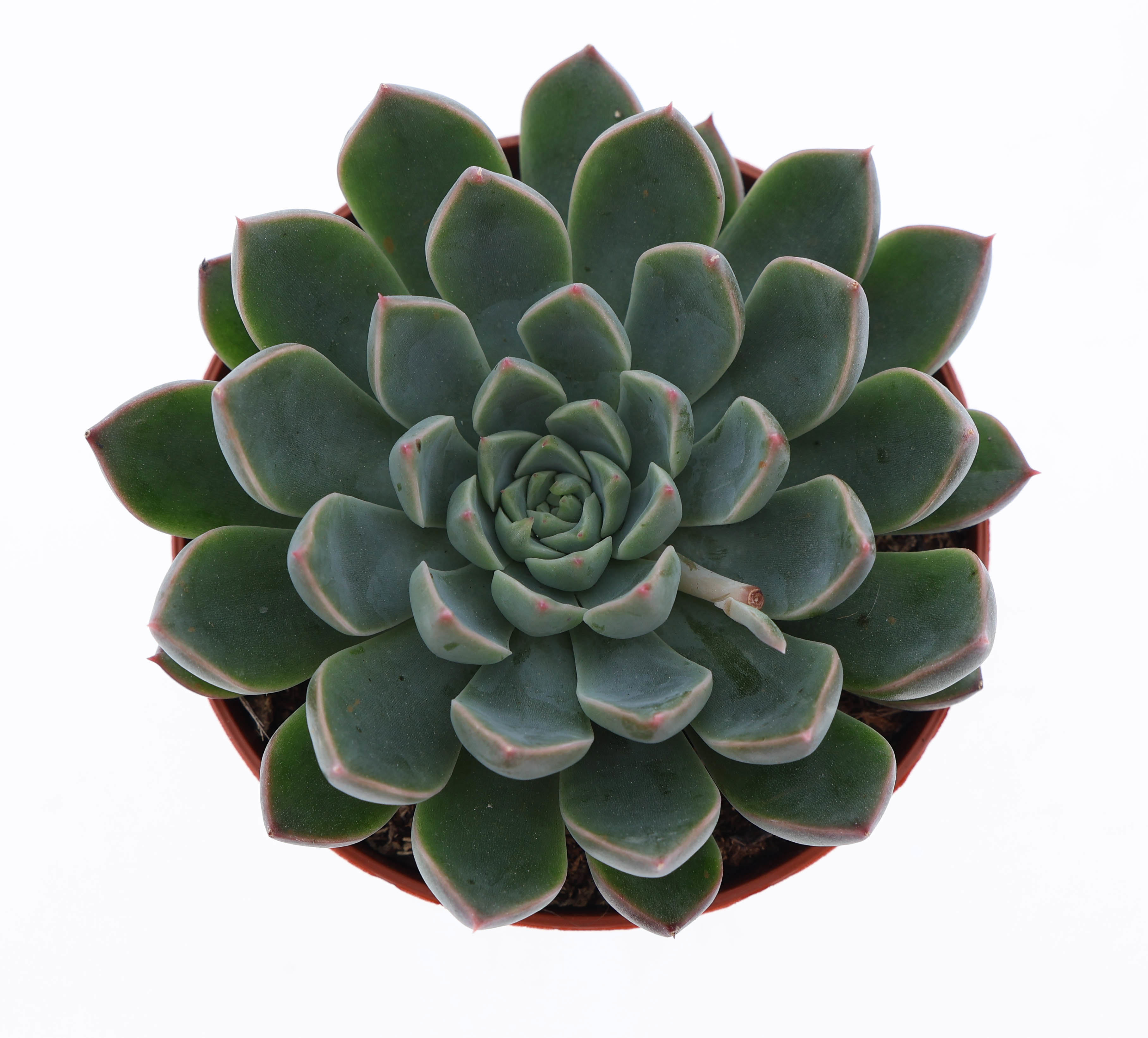 Горшечные цветы и растения оптом Echeveria Hybrid Sirrah от 12шт (для телеги) из Голландии с доставкой по России
