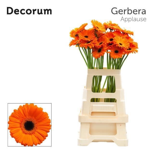 Срезанные цветы оптом Gerbera applause от 40шт из Голландии с доставкой по России