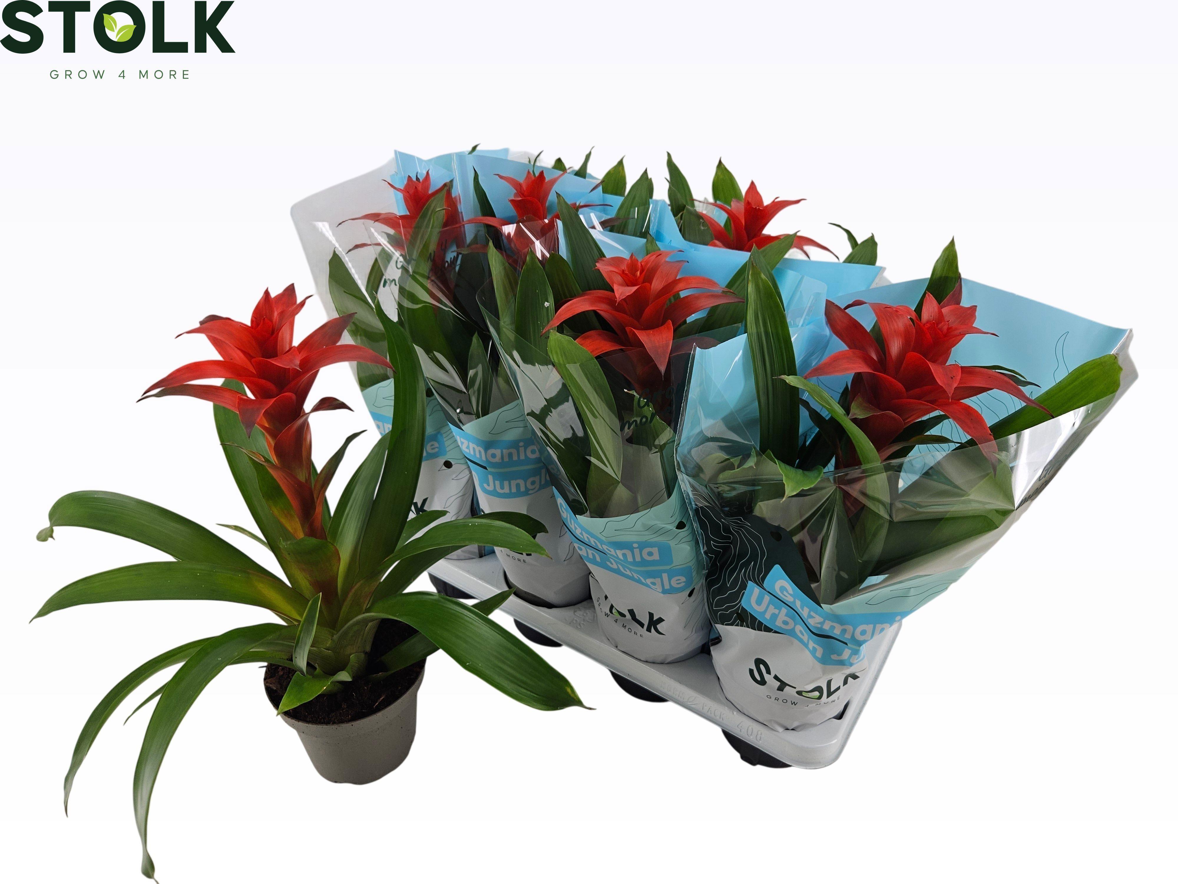 Горшечные цветы и растения оптом Guzm Calypso от 8шт из Голландии с доставкой по России