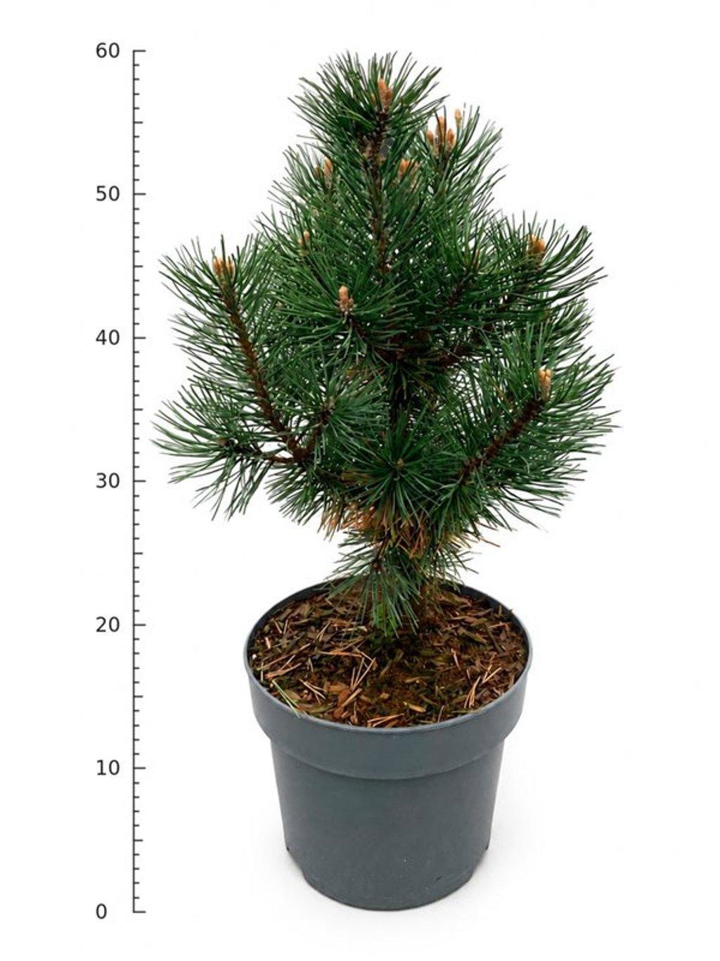 Горшечные цветы и растения оптом Pinus Mugo Columbo от 1шт из Голландии с доставкой по России