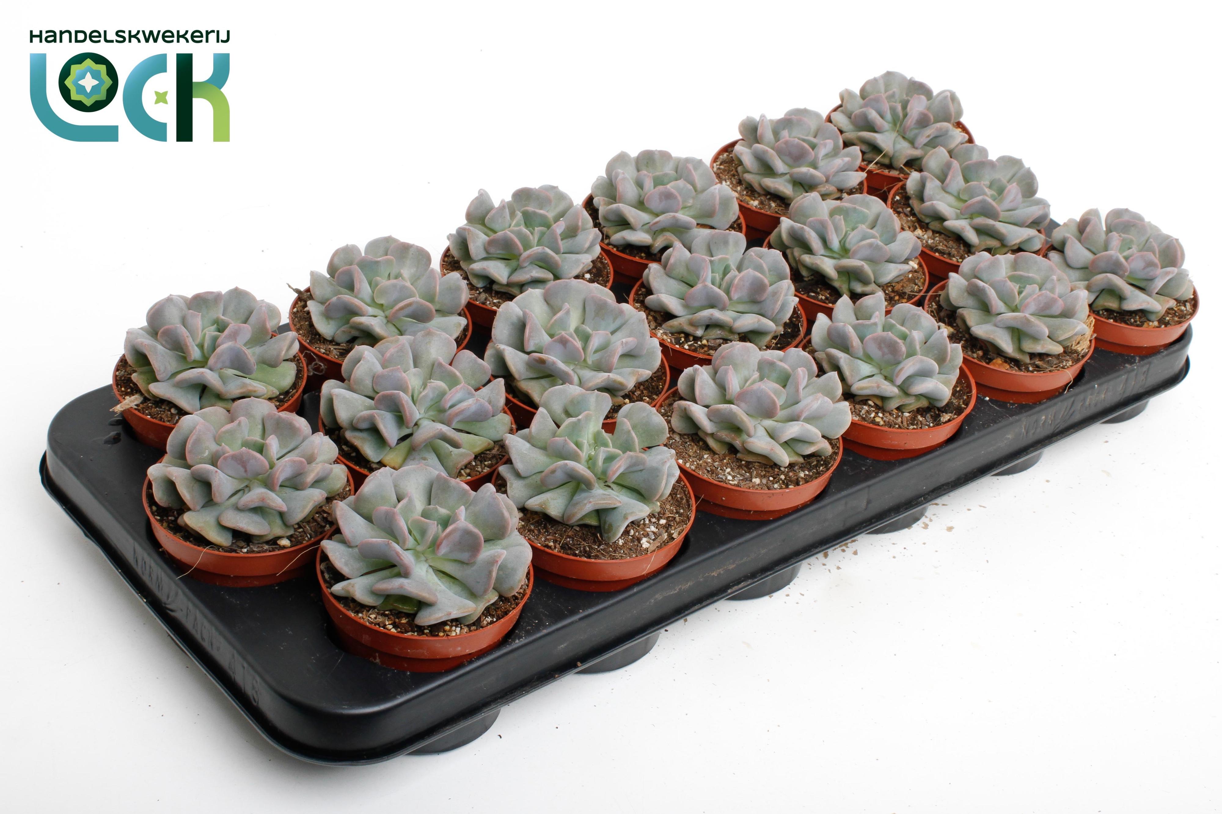 Горшечные цветы и растения оптом Echeveria Monica от 12шт (для телеги) из Голландии с доставкой по России