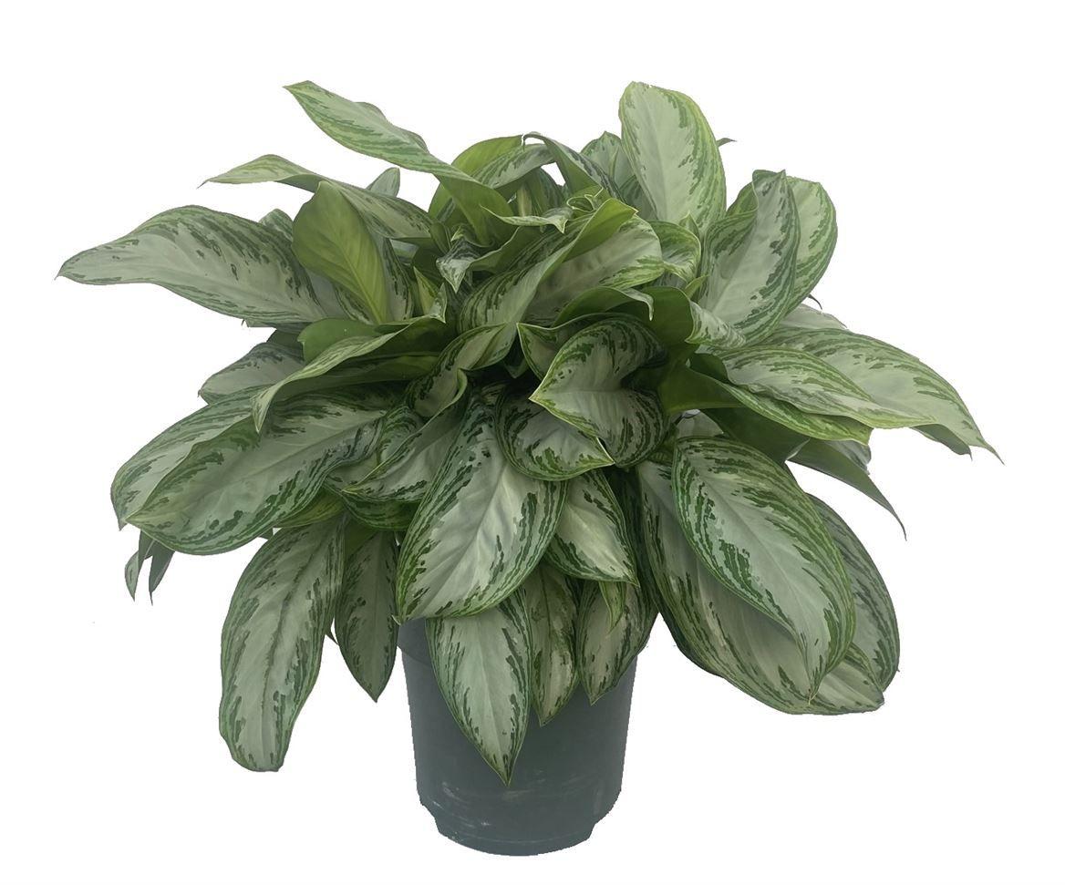 Горшечные цветы и растения оптом Aglaonema Silver Bay от 1шт из Голландии с доставкой по России