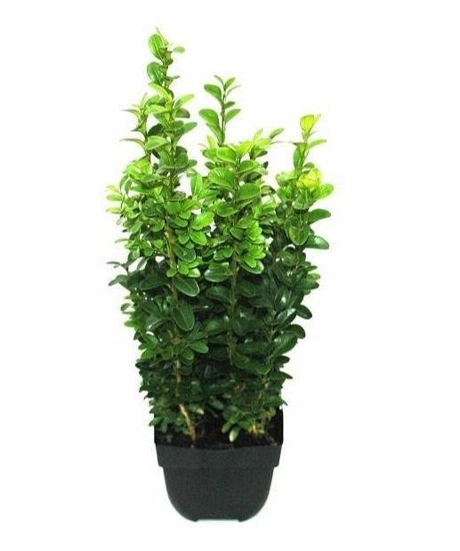 Горшечные цветы и растения оптом Buxus Sempervirens Struik от 10шт из Голландии с доставкой по России