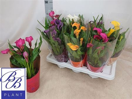 Горшечные цветы и растения оптом Zant Gem 4+ от 7шт из Голландии с доставкой по России