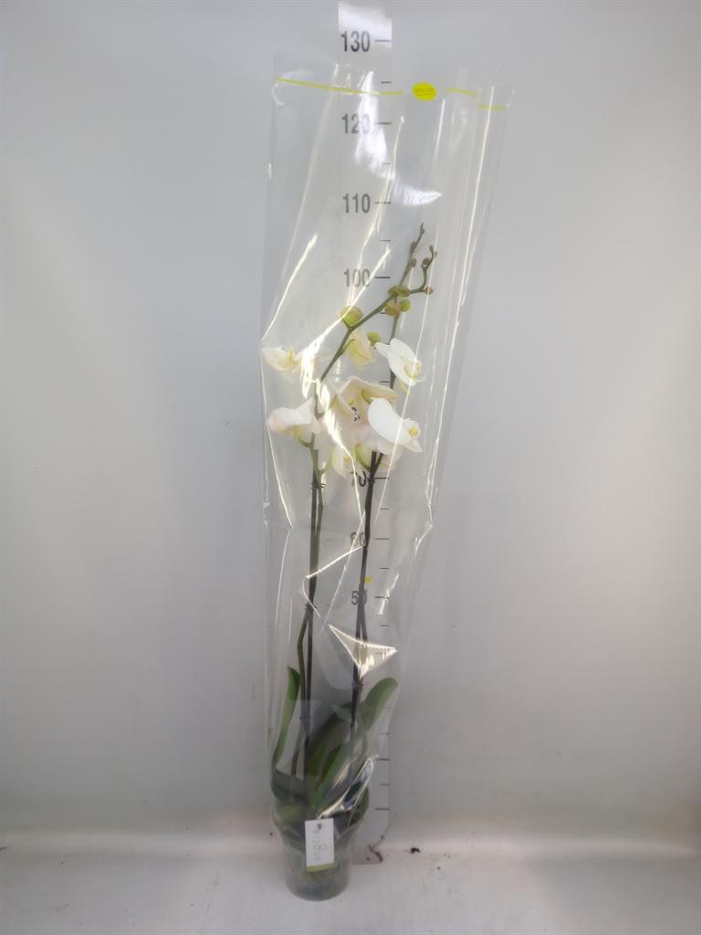 Горшечные цветы и растения оптом Phalaenopsis   ...white от 4шт из Голландии с доставкой по России