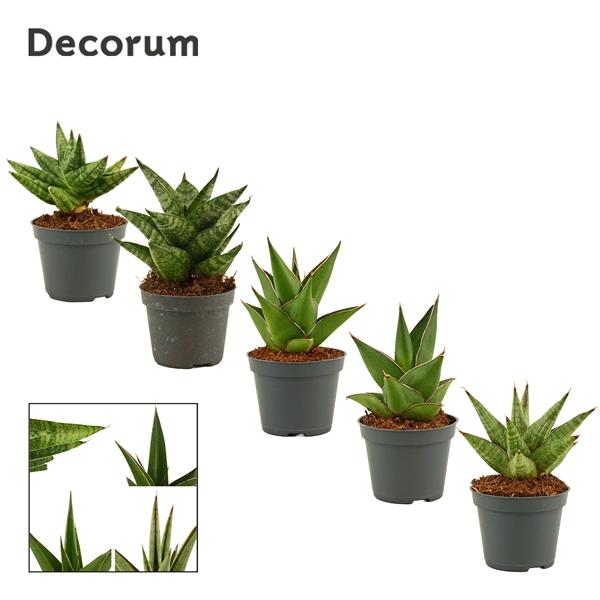 Горшечные цветы и растения оптом Sansevieria Crown Mix (decorum) от 14шт (для телеги) из Голландии с доставкой по России