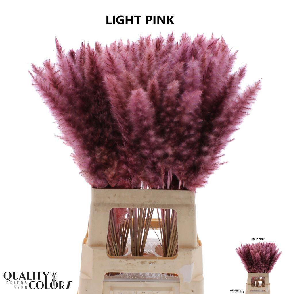Срезанные цветы оптом Cortaderia paint pink light от 100шт из Голландии с доставкой по России