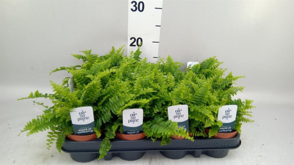 Горшечные цветы и растения оптом Nephrolepis Exal. green Lady от 12шт (для телеги) из Голландии с доставкой по России