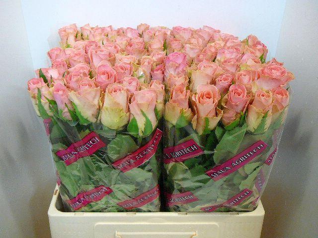 Срезанные цветы оптом Rosa large hermosa+ от 80шт из Голландии с доставкой по России