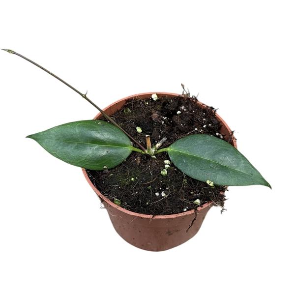 Горшечные цветы и растения оптом Hoya Paziae от 1шт из Голландии с доставкой по России