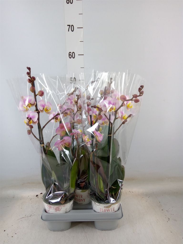 Горшечные цветы и растения оптом Phalaenopsis   ... от 5шт из Голландии с доставкой по России