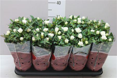 Горшечные цветы и растения оптом Rosa Star White от 10шт из Голландии с доставкой по России