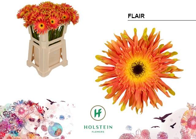 Срезанные цветы оптом Gerbera gerpasta flair от 40шт из Голландии с доставкой по России