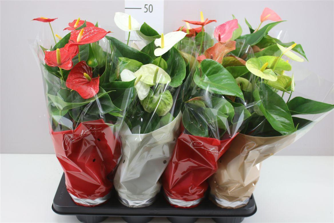 Горшечные цветы и растения оптом Anth An Gemengd от 8шт из Голландии с доставкой по России