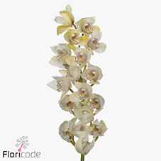 Срезанные цветы оптом Minicymbidium white iris от 15шт из Голландии с доставкой по России