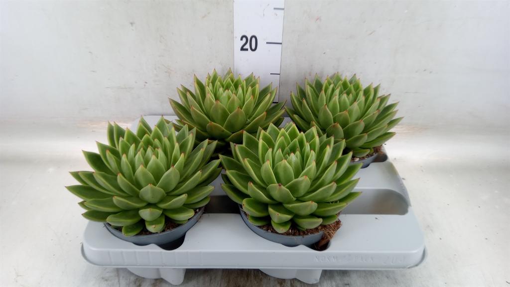 Горшечные цветы и растения оптом Echeveria Agavoides от 4шт из Голландии с доставкой по России