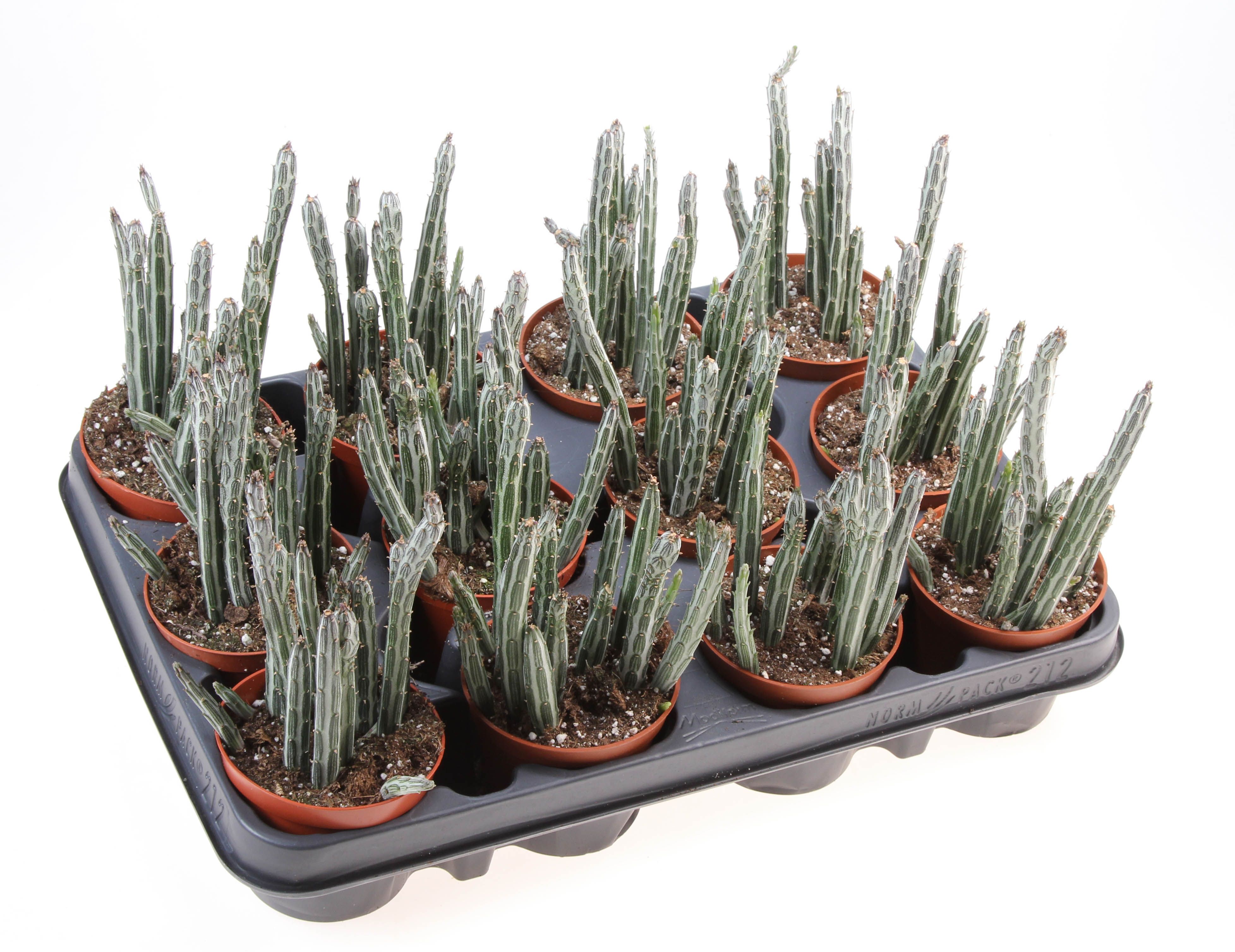 Горшечные цветы и растения оптом Senecio Stapeliformis от 12шт (для телеги) из Голландии с доставкой по России