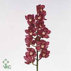 Срезанные цветы оптом Cymbidium red dream от 10шт из Голландии с доставкой по России