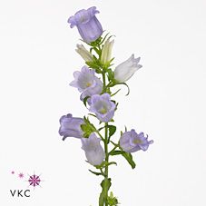 Срезанные цветы оптом Campanula medium champion lavender от 50шт из Голландии с доставкой по России