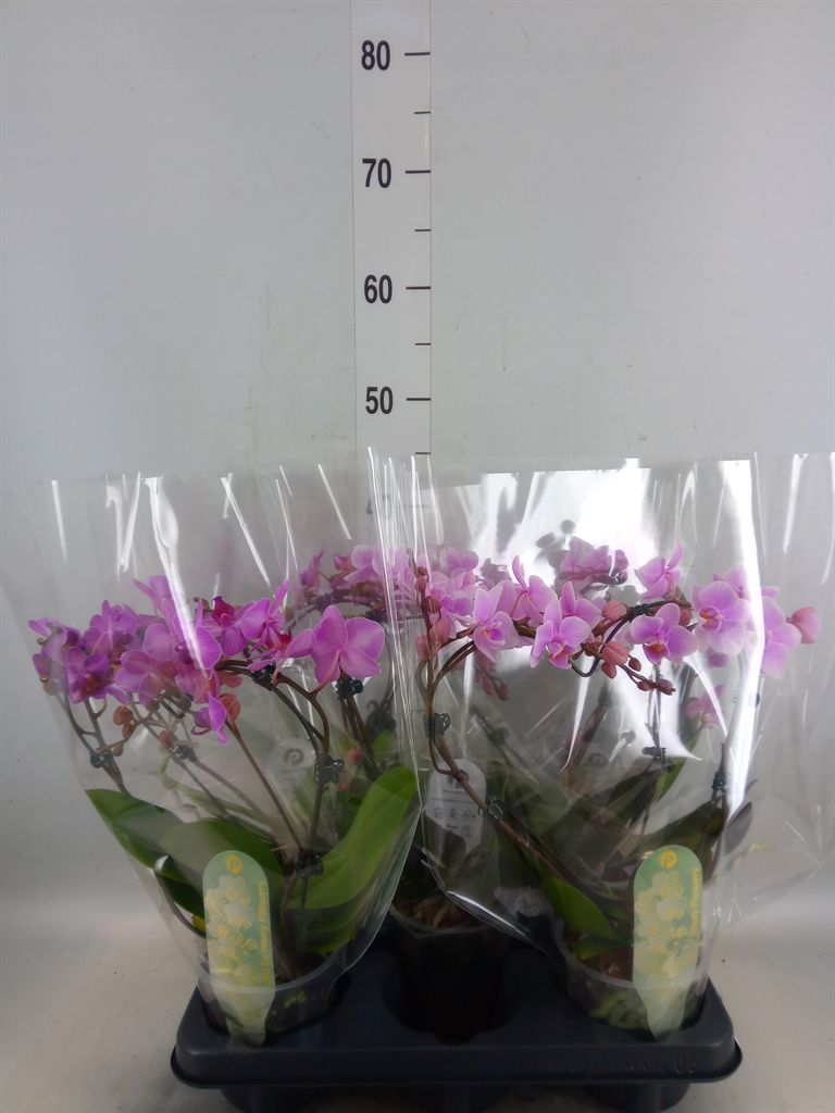 Горшечные цветы и растения оптом Phalaenopsis Multi.   ...mix от 5шт из Голландии с доставкой по России